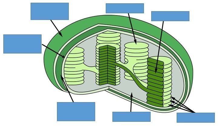 <p>Draw and label (answer clockwise)</p>