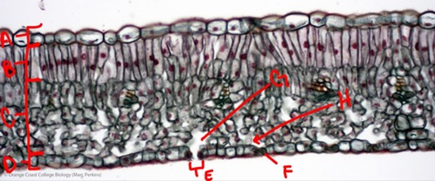 <p>what kind of a cell is this</p>
