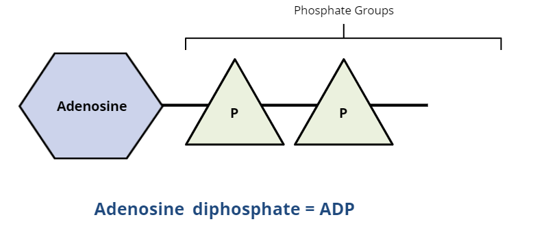 <p>ADP is ____</p>