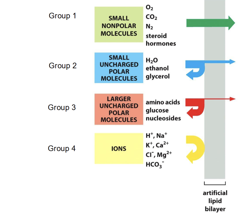 <ul><li><p><span style="background-color: transparent;"><span>Freely: small, nonpolar molecules (O</span><sub><span>2</span></sub><span>, CO</span><sub><span>2</span></sub><span>, N</span><sub><span>2</span></sub><span>, steroid hormones)</span></span></p></li><li><p><span style="background-color: transparent;"><span>Group 2: small, uncharged polar molecules (water, ethanol, glycerol)</span></span></p></li><li><p><span style="background-color: transparent;"><span>Group 3: larger, uncharged polar molecules (amino acids, glucose, nucleosides)</span></span></p></li><li><p><span style="background-color: transparent;"><span>Group 4: Ions (H</span><sup><span>+</span></sup><span>, Na</span><sup><span>+</span></sup><span>, K</span><sup><span>+</span></sup><span>, Ca</span><sup><span>2+</span></sup><span>, Cl</span><sup><span>-</span></sup><span>, Mg</span><sup><span>2+</span></sup><span>, HCO</span><sub><span>3</span></sub><sup><span>-</span></sup><span>)</span></span></p></li></ul><p></p>