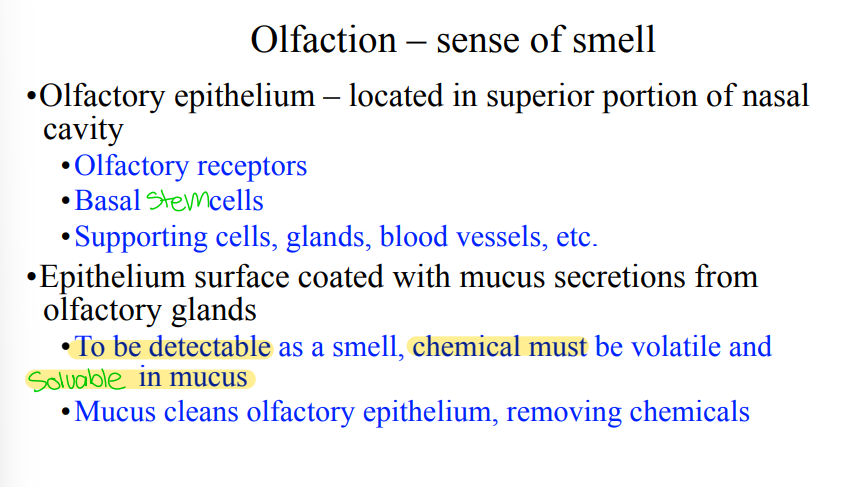 <ol><li><p>Olfactory Receptor Cells (Chemoreceptors that are neurons (rare for epithelial tissue)</p></li><li><p>Basal stem cells (continously divide, replace damaged olfactory receptor neurons. This explains why smell can recover after injury)</p></li><li><p>Supporting cells, glands, and blood vessels </p></li></ol><p></p>