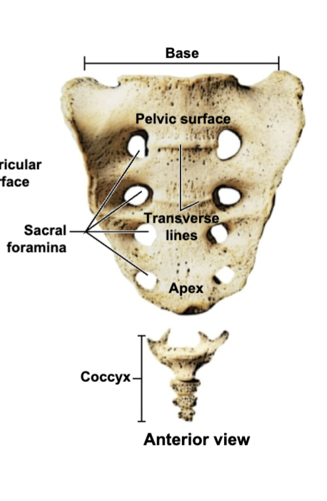 <p>Coccyx </p>