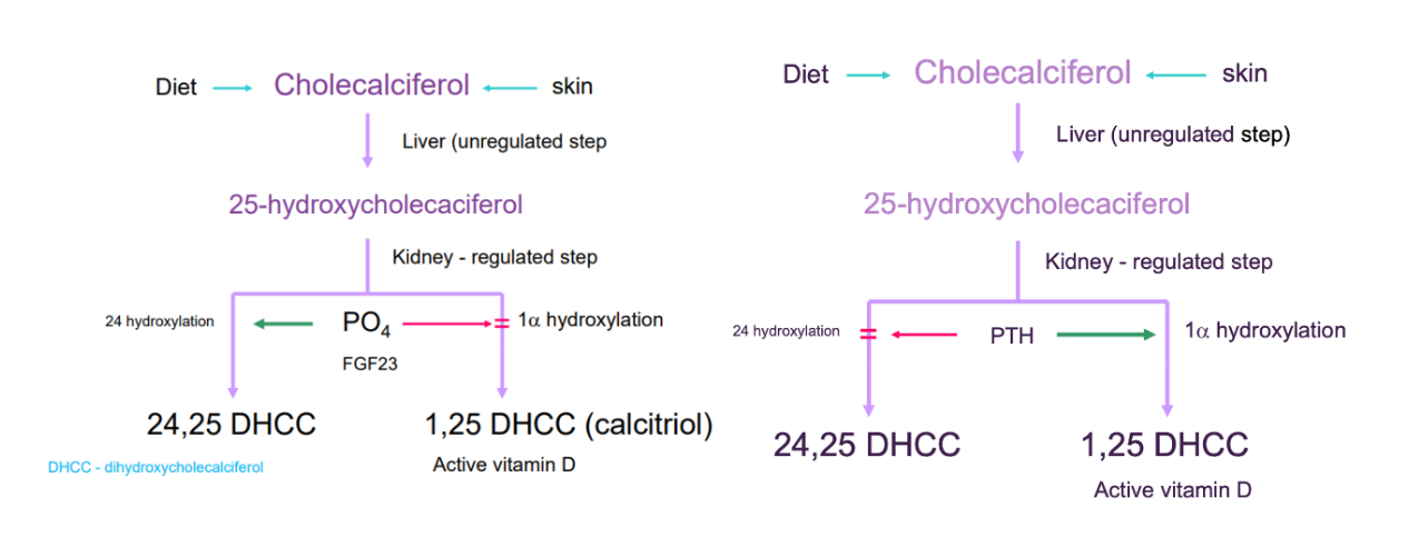 <p>Diet/skin → cholecalciferol</p><ul><li><p>→ calcidiol (liver - unregulated)</p><ul><li><p>25-<strong>hydrox</strong>ycholecaciferol</p></li></ul></li><li><p>→ calcitriol (kidney - regulated)</p><ul><li><p>active calcitriol = 1 alpha hydroxylation process</p><ul><li><p>1,25 de-hydroxy-cholecalciferol</p><ul><li><p><strong>phosphate or FGF-23 may inhibits 1 alpha hydroxylation enzyme</strong></p></li><li><p><u>PTH enhances reaction</u></p></li></ul></li></ul></li><li><p>inactive = 24 hydroxylation process</p><ul><li><p>24,25 de-hydroxy-cholecalciferol</p><ul><li><p>phosphate or FGF-23 stimulation</p></li><li><p>PTH inhibition</p></li></ul></li></ul></li></ul></li></ul><p><em>Stimulates synthesis of </em><strong><em>osteocalcin → major Ca2+ binding protein</em></strong></p><p><strong><em>Negative feedback - inhibts PTH</em></strong></p><p><strong><em>But synergistic with PTH in bone and kidney</em></strong></p>