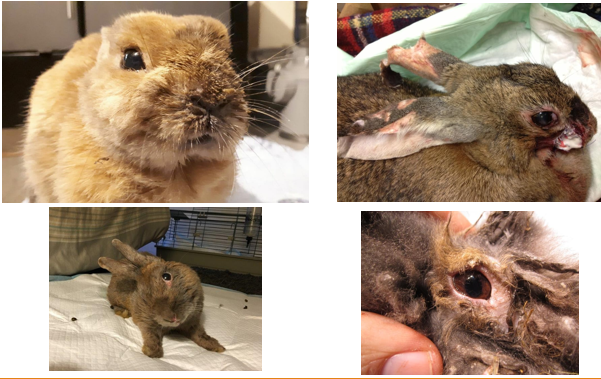 <p>‘Snuffles’</p><p>Pasteurella multocida - several strains, primary pathogen in immunosuppressed rabbits, secondary pathogen in abscesses</p><p>Produces endotoxin</p><p>Transmitted by direct contact and aerosols</p><p>Clinical Signs - rhinitis, pneumonia, genital infections, wounds and abscesses, dacryocystitis, otitis media/interna (head tilt), eye discharge if affecting lacrimal duct</p><p>Diagnosis - deep nasal swab for c&amp;s, PCR</p><p>Treatment - isolate, antibiotics, supportive care</p>