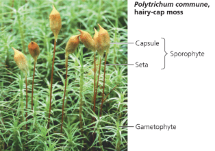 <p>What is the taxon name of this organism?</p>