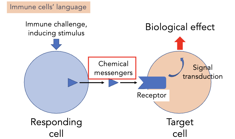 <p><strong>soluble mediators</strong></p><ul><li><p>in response to invasion or threat, immune cells ______ with each other using chemical messengers such as cytokines and chemokines</p></li></ul><p></p>