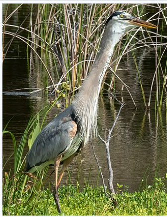 <p>Great Blue Heron </p>