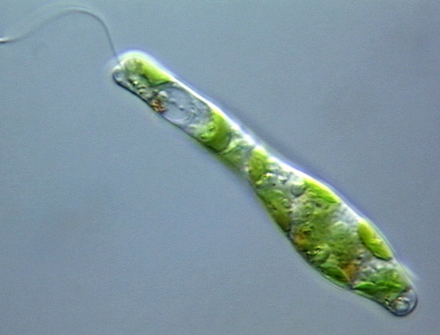 <p>has flagella but no cell well</p><p>photoheterotroph (photosynthesis or eat others if no sunlight)</p>