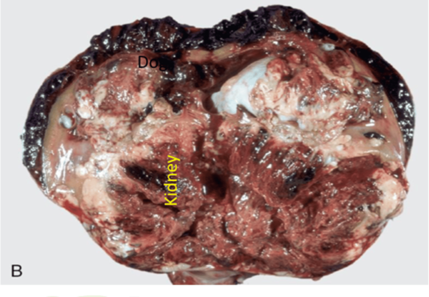 <p>Most common primary renal tumor in older dogs</p><p>Large, hemorrhagic, necrotic, &amp; cystic lesions</p><p>Over 50% metastasize</p><p>Can lead to paraneoplastic syndrome (erythropoietin)</p>
