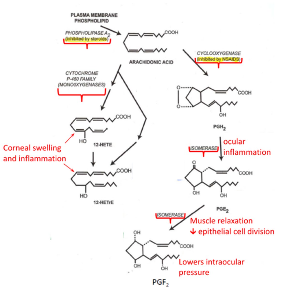 <p>-inhibits Na+/K+ ATPase in the corneal endothelium</p><p>-mediates corneal swelling &amp; inflammation</p><p>1. diacylglycerol or phospholipid converted to Arachidonic acid by Phospholipase A2</p><p>2. Arachidonic acid is converted to either </p><p>HETE = hydroxyeicosatetraenoic acid</p><p>HETrE = hydroxyeicosatrienoic acid</p><p>by cytochrome P-450 family monooxygenases</p>