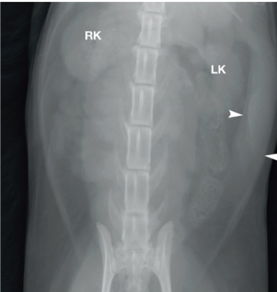<p>Cat image with large kidneys and ureters- what is this called?</p>
