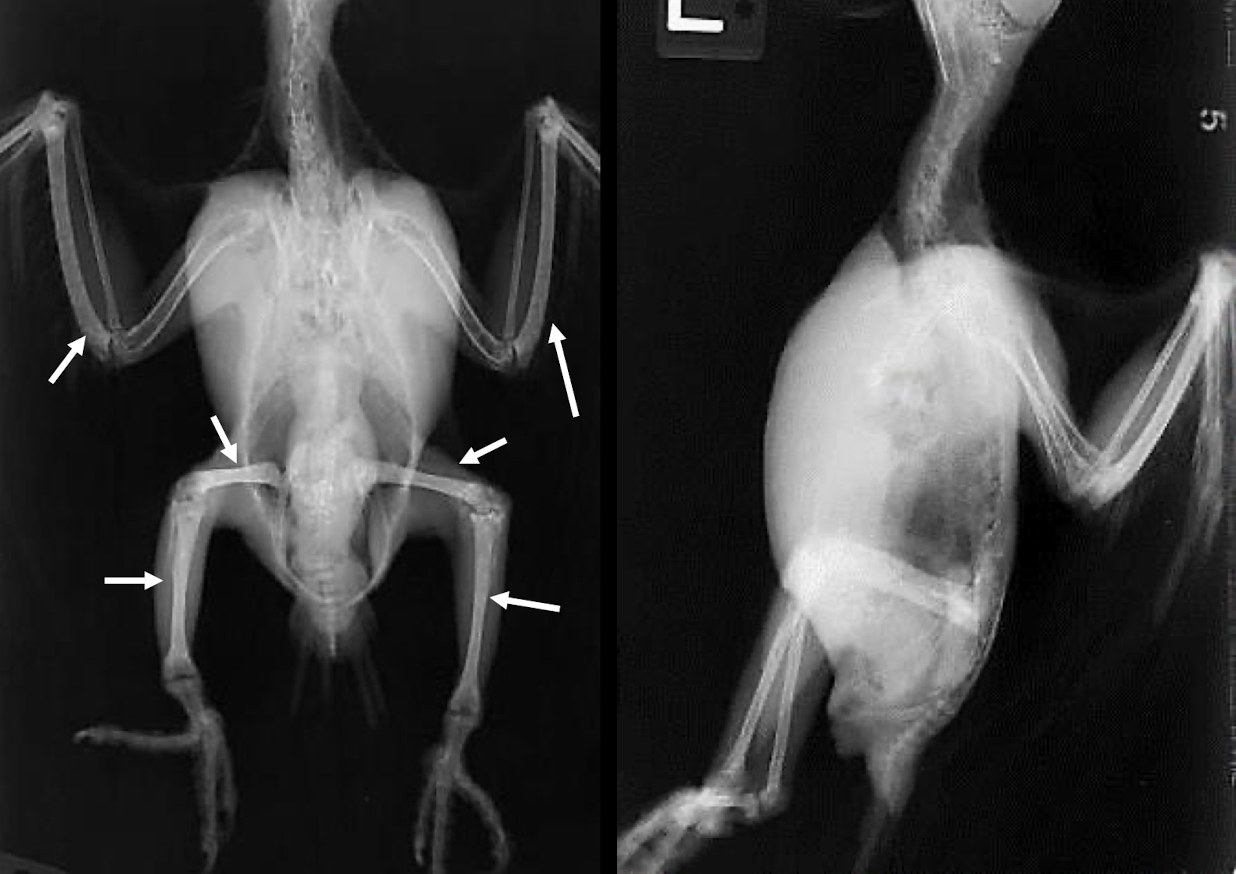 <p>A common radiographic lesion of the skeleton in birds, indicating abnormal bone growth. Normal for egg laying hen due to inc level of calcium&nbsp;</p>