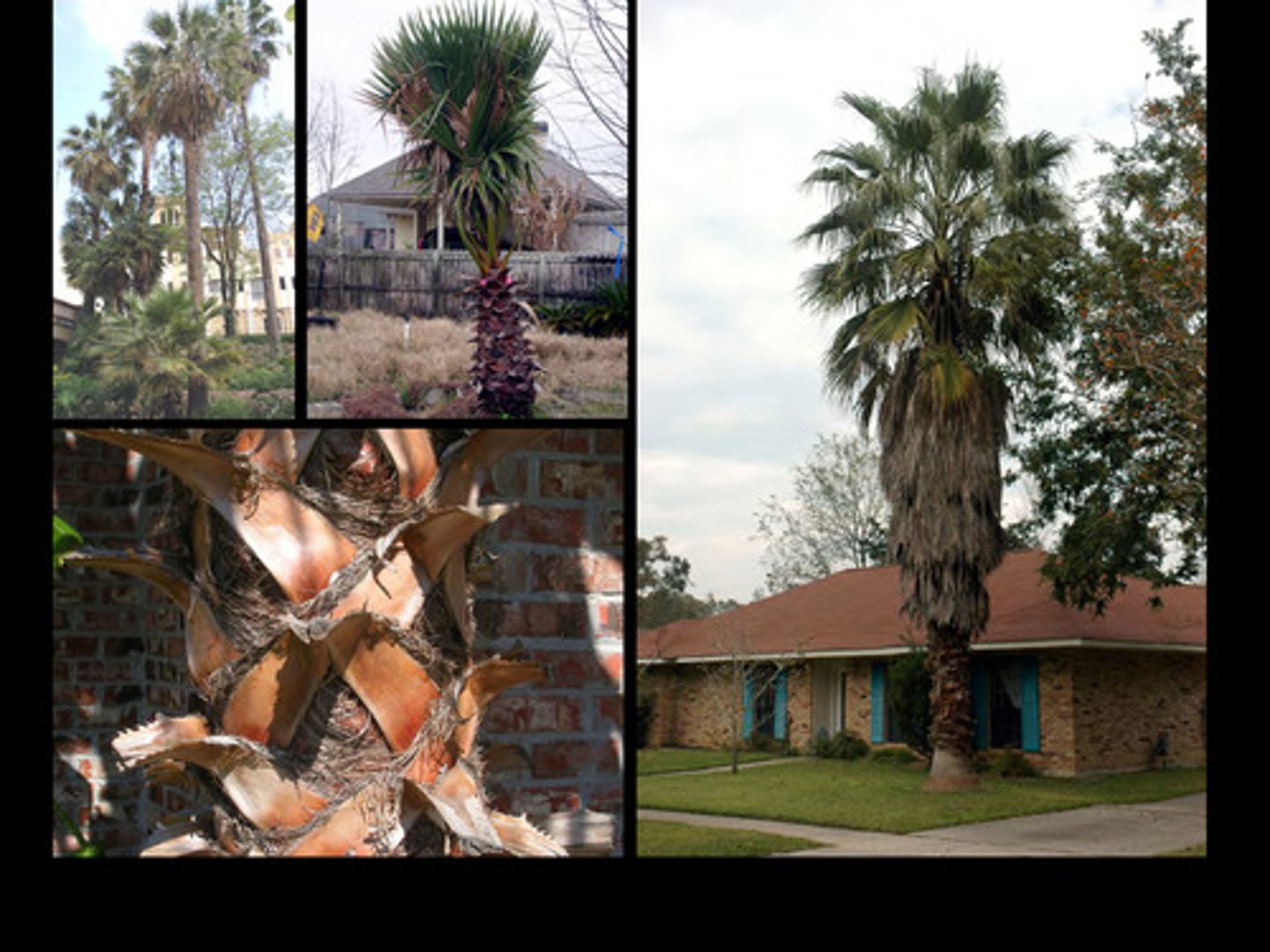 <p>Mexican Fan Palm</p>