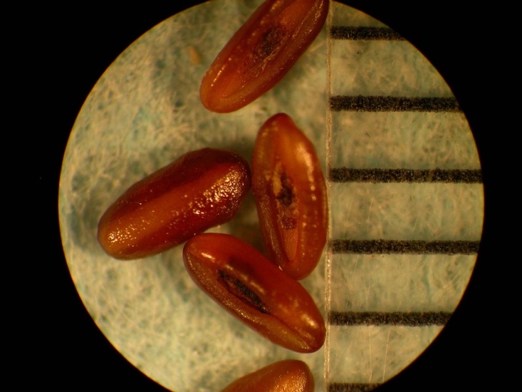 Plantago lanceolata
