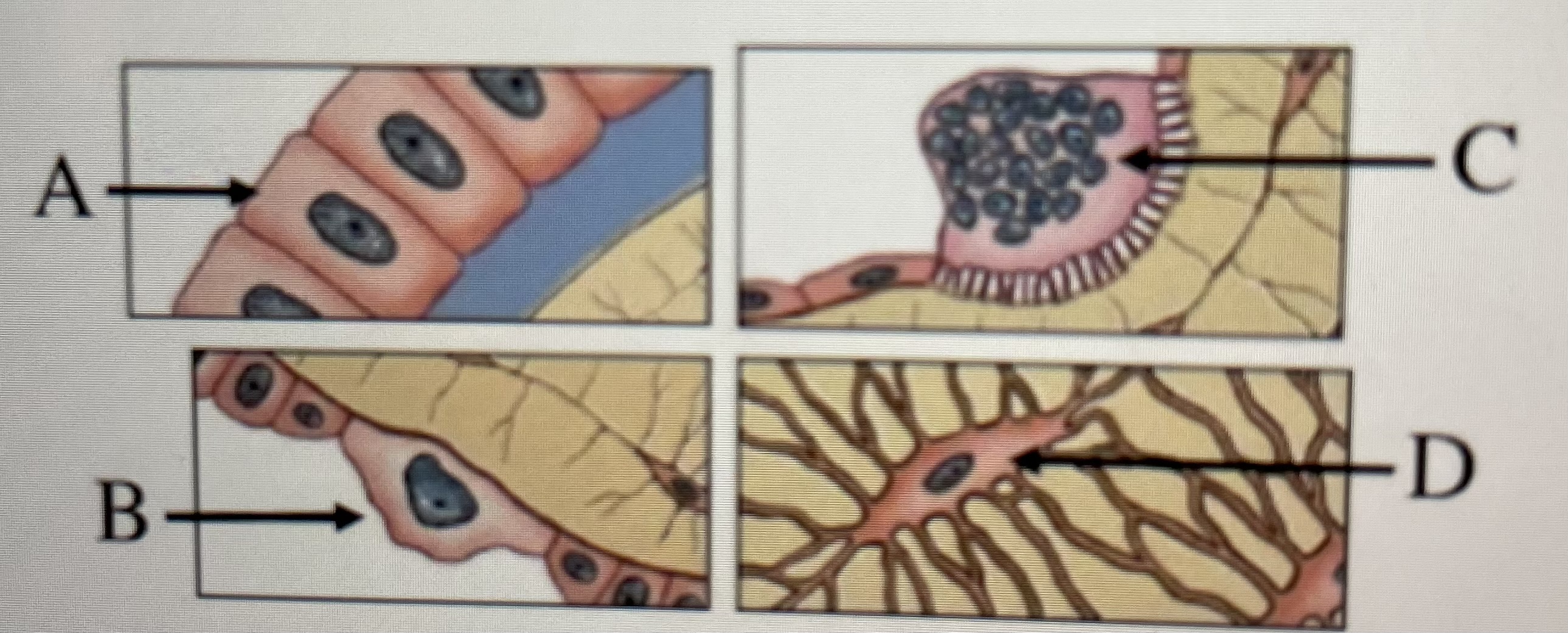 Based on the figure above, identify the bone cell types 