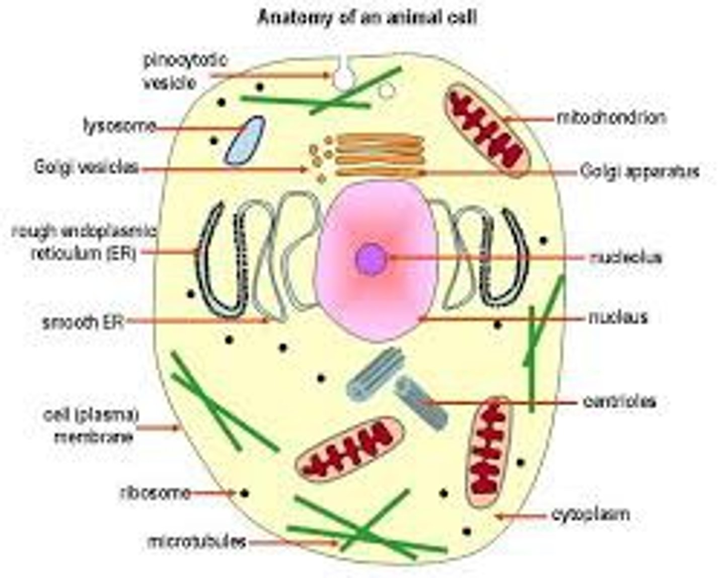 <p>Provides energy to cell. Have a double membrane. The outside is smooth but the inner is highly folded to increase its surface area. Cellular respiration is performed here, making energy (ATP) for the cell. Has its own DNA and ribosomes - Powerhouse of the cell</p>