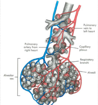 <p>what organ is it? what does it do? what system is it a part of?</p>