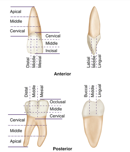 <p>Root of the tooth: Apical Third (top point), Middle Third, Cervical third (lower point)</p><p>Crown of tooth: Occlusocervical division (crosswise division parallel to occlusial surface)</p><p>Mesiodistal Division: Lengthwise division in a mesial-distal direction</p><p>Buccolingual Division: Lengthwise division in a labial or buccal-lingual direction</p>