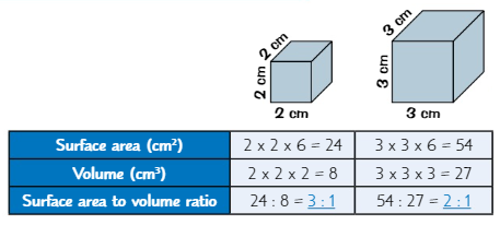 <p><strong>Larger SA:Vol ratio</strong> = <strong>faster </strong>diffusion</p><p><strong>Smaller </strong>cube has <strong>larger </strong>SA:Vol ratio - meaning <strong>substances move</strong> into and out of this cube <strong>faster </strong></p>