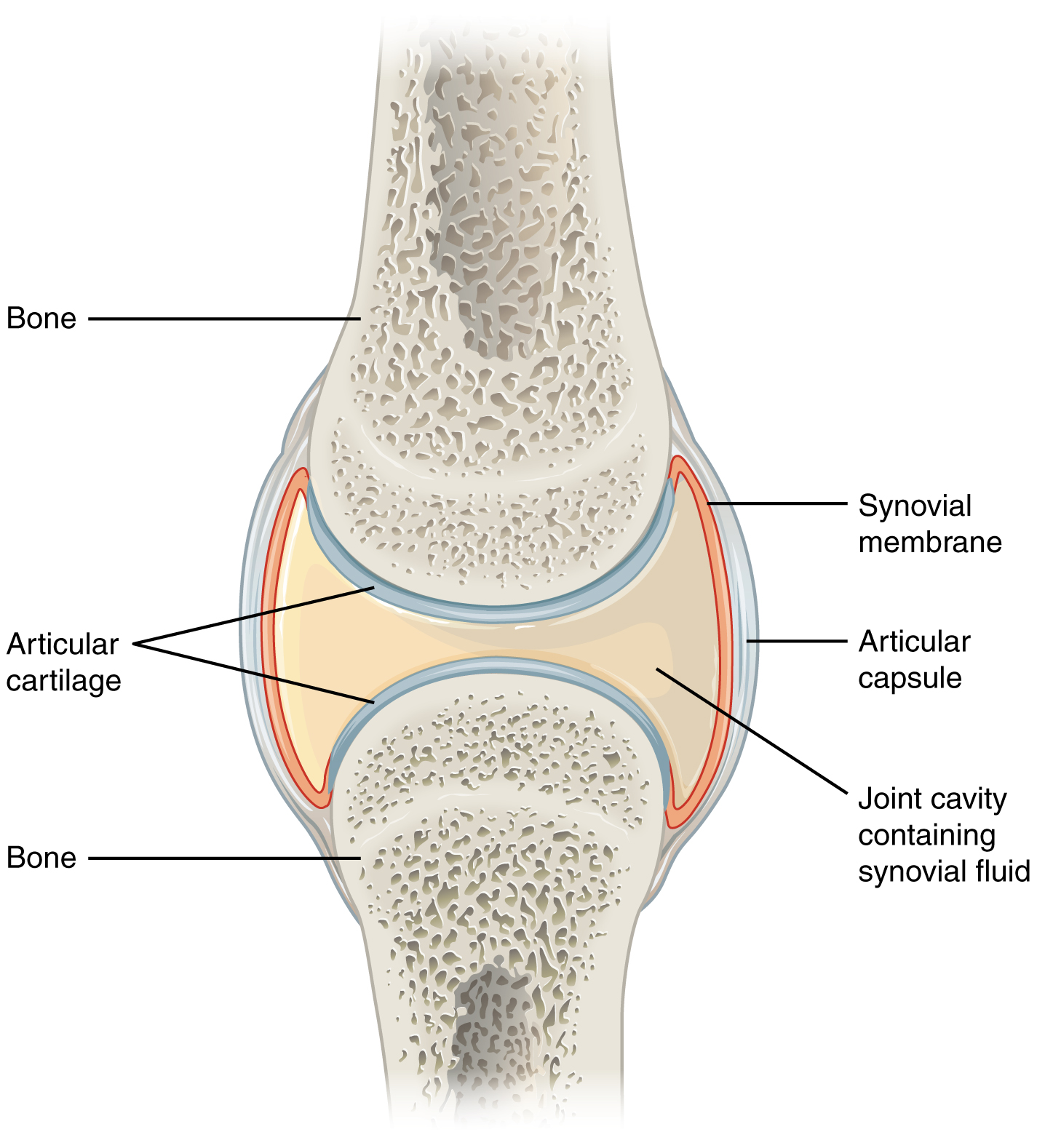 <p>A <strong>synovial joint</strong> is a type of joint found between 2 bones that move against each other. </p>