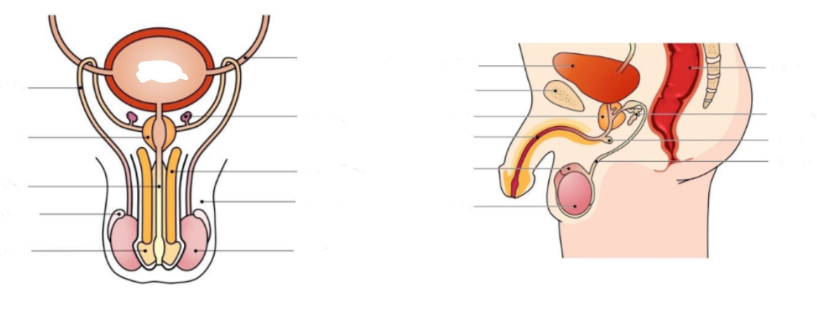 Label the following diagram 
