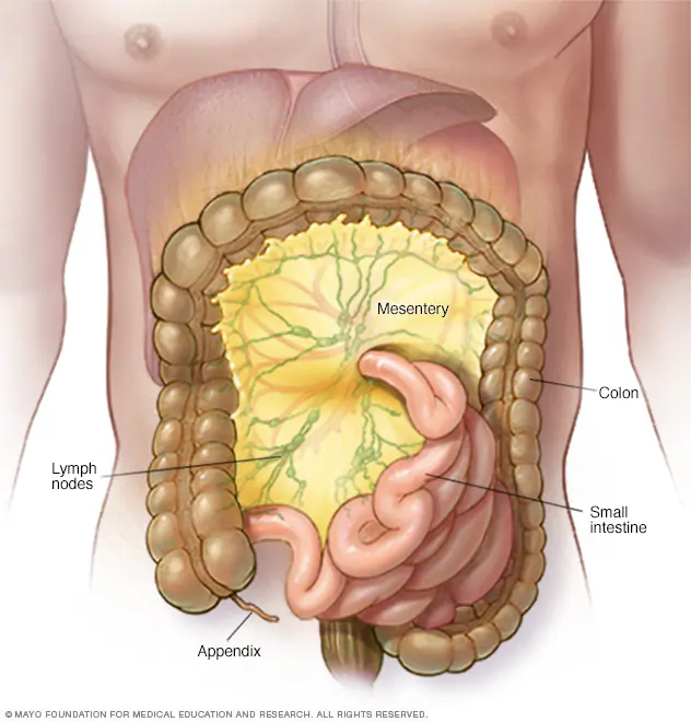<p>bind small intestine to posterior abdominal wall </p>
