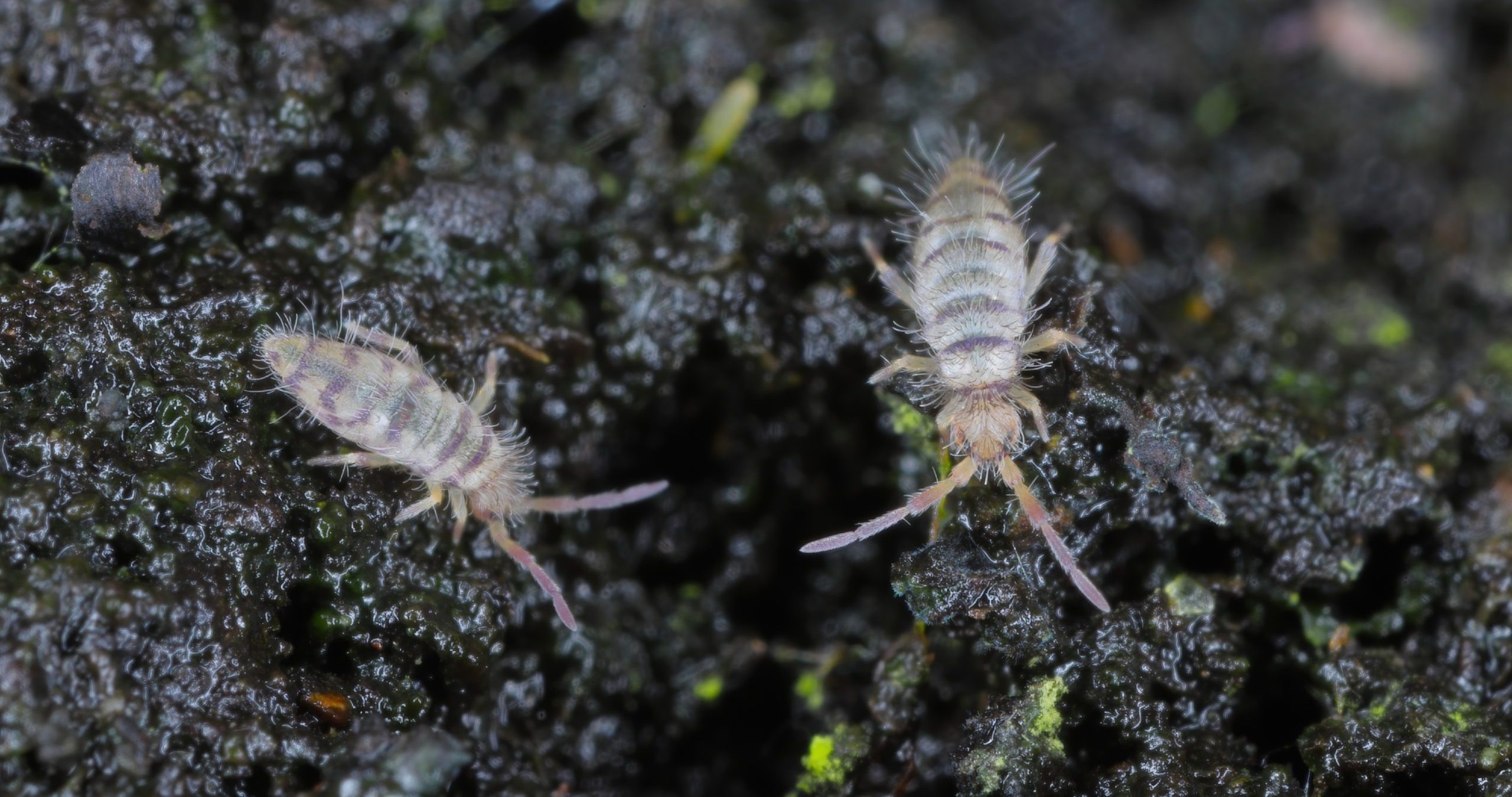 <ul><li><p>Springtails</p></li><li><p>abundant soil arthropods</p></li><li><p>spring-like organ on abdomen: furcula</p></li><li><p>collophore on ventral side: water balance</p></li></ul><p></p>