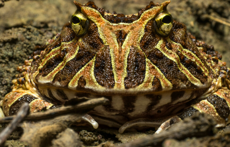 <p><strong><u>Distribution:</u></strong></p><ul><li><p>South America</p></li></ul><p><br><strong><u>Traits:</u></strong></p><ul><li><p>huge head</p></li><li><p>enormous gape</p></li><li><p>mimics dead leaves</p></li></ul><p></p><p><strong><u>Larval Type:</u></strong></p><p>IV</p>