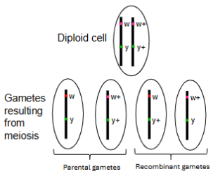 <p>Parental genes are more likely to be formed than the recombinant genes.<br>w⁺y and wy⁺ arise due to crossing over between linked genes during meiosis I, creating new combinations of alleles not found together on the original parent chromosomes.</p>