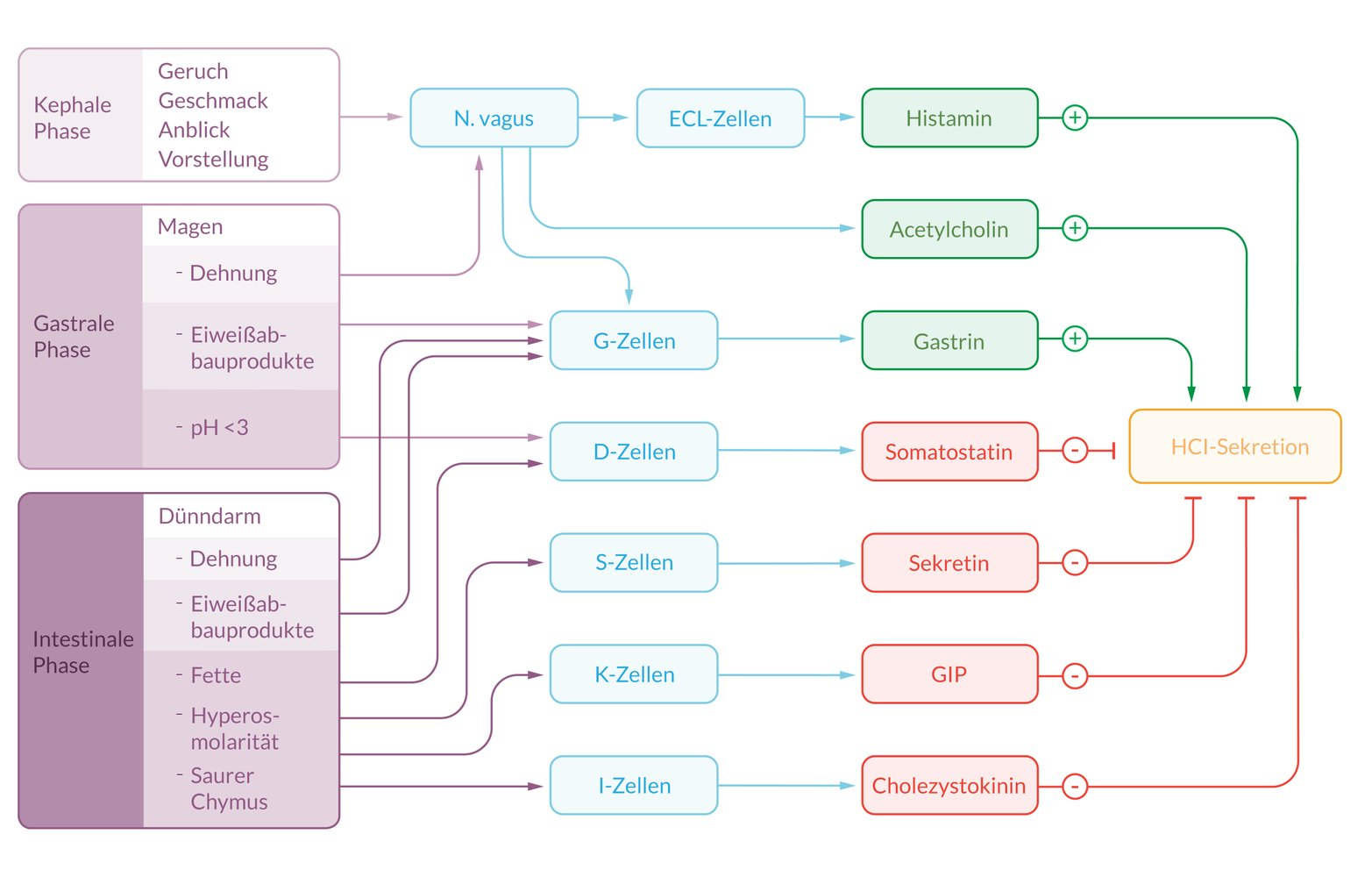 <p>A. Activation of ECL (enterochromaffin-like) cells of the gastric mucosa</p>