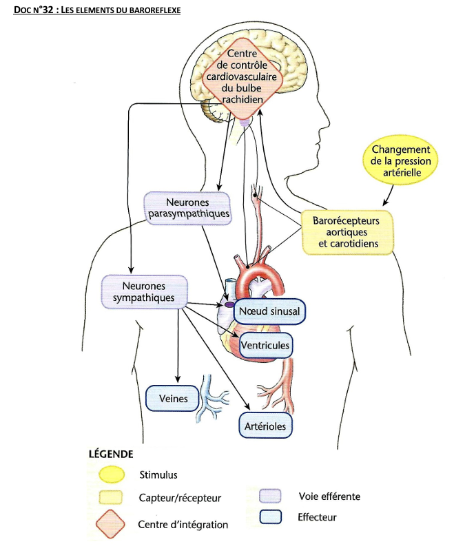 <p>parasympathiques = voie inhibitrice diminution fréquence cardiaque</p><p>inverse = voies sympathique</p><p>Ce sont les effecteurs</p><p>Le tout au niveau du bulbe rachidien</p><p>valeur consigne entre 7 cmHg 12 cmHg</p>