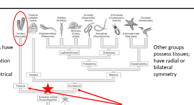 <p>metazoa</p><ul><li><p>parazoa </p><ul><li><p>sponges :p </p></li><li><p>cell organization and they are asymmetrical!</p></li></ul></li><li><p>eumetazoa</p><ul><li><p>everything else</p></li><li><p>tissue organization</p></li><li><p>radiata</p><ul><li><p>radial symmetry</p></li><li><p>jellies</p></li></ul></li><li><p>bilateria</p><ul><li><p>bilateral symmetry</p></li><li><p>a bunch more everything else</p></li></ul></li></ul></li></ul><p></p>
