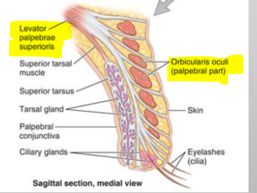 <p>Name the structures</p>