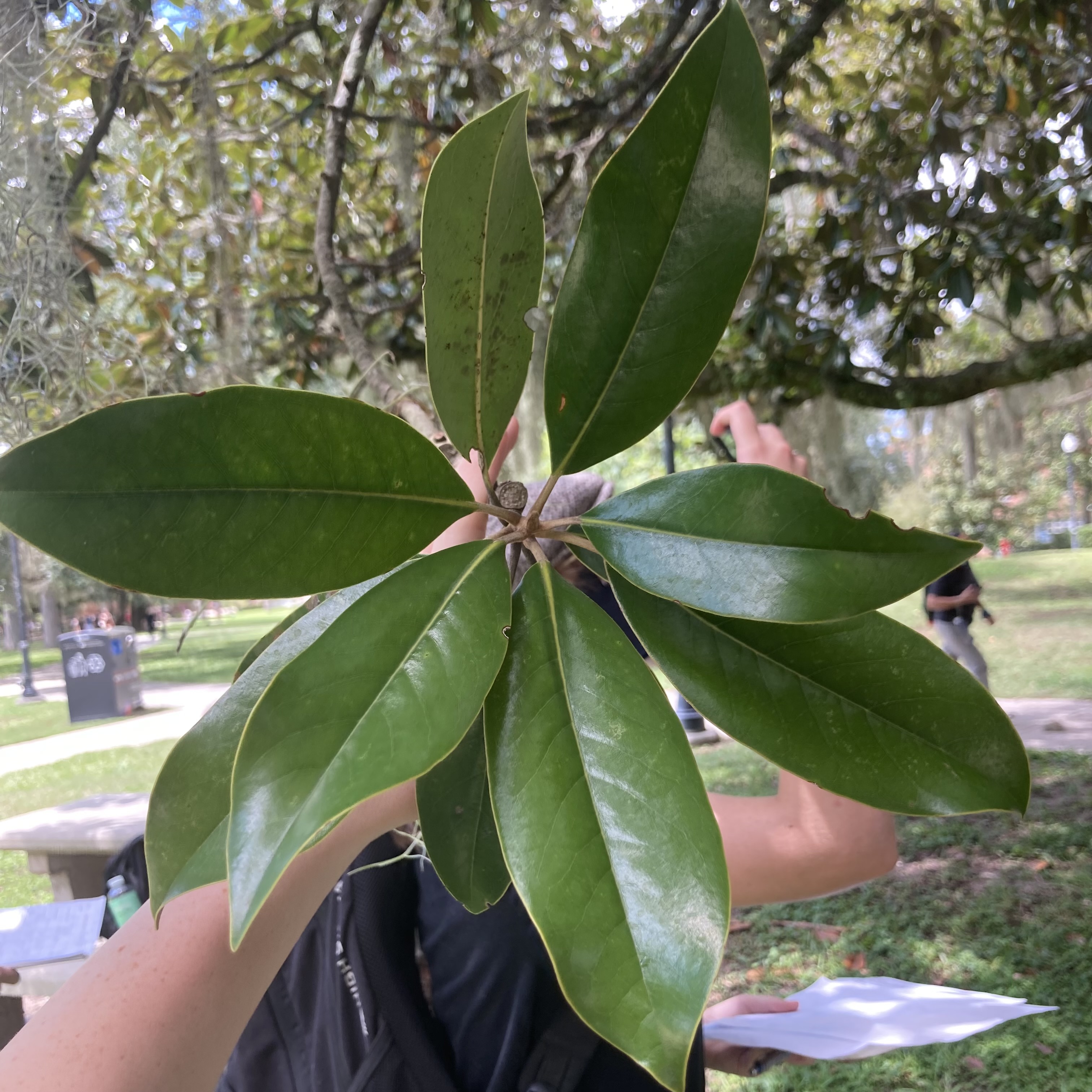 <p>What is this plant?</p>