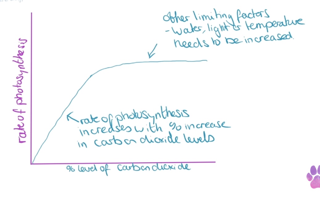 increasing carbon dioxide increases rate, if carbon dioxide keeps on increasing, therefore carbon dioxide concentration is the limiting factor at this point

rate of photosynthesis no longer increases and levels off therefore light intensity is no longer the limiting factor and something else is now in short supply