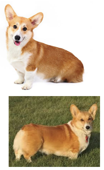 term image