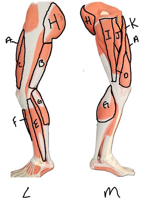 <p>What muscle is labeled B</p>