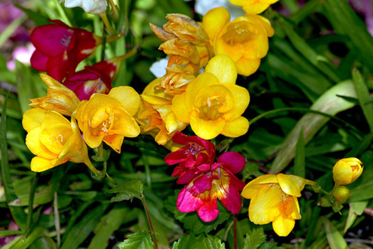 <p>Noted for fragrance and bright flower colors.</p><p>Frost tender perennial that grow from corms.</p><p>The large-flowered hybrids sold by florists feature sweetly fragrant, funnel-shaped flowers (5-10 per stem)</p><p>Flowers bloom in one-sided racemes atop leafless, arching, wiry stems to 18" tall.</p><p>Narrow, sword-shaped leaves appear in an iris-like fan.</p>