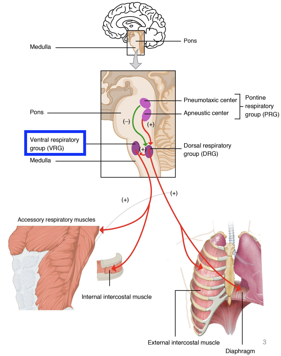<p>Active during <strong><em>forced, controlled breathing</em></strong>.</p><p>When inhaling &amp; exhaling:</p><p>Innervates accessory respiratory muscles</p>