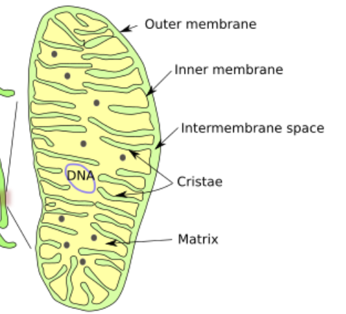 <p>Cristae</p>
