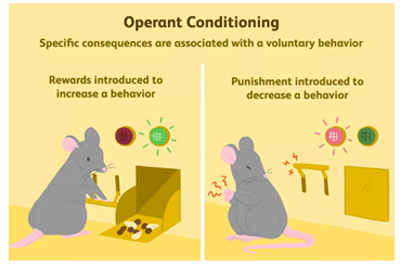 <p>Discriminative stimulus → Response →Outcome</p><p></p><p>wel invloed op de uitkomst!!</p>