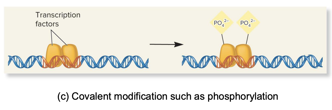 <ul><li><p>chemical changes like phosphorylation (adding phosphate groups) can alter the fx of transcription factors</p></li><li><p class="">e.g., When it is phosphorylated, it can bind to DNA and activate transcription</p></li><li><p>ways to modulate fx of regulatory transcription factors</p></li></ul><p></p>