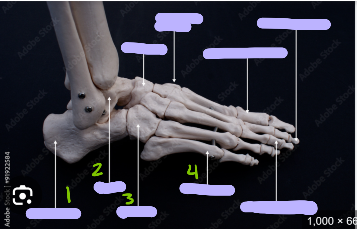 <p>identify these bones</p>