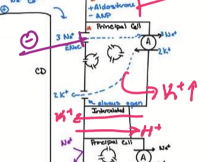 <p>Blocks ENaC in CD, causing Na wasting, K sparing, no change to Ca, acidosis, water wasting, and decrease BP</p>