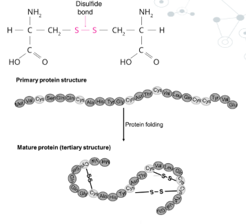 <p>disulfide covalent bonds between cysteine amino acids that are close together in the&nbsp;primary sequence or between cysteine close together in the folded structure to cause further folding, they are the most stronf bonds in tertiary structure emhancing stability in proteins exposed to harsh conditions.</p><p></p>