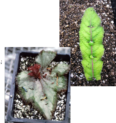 <p>cutting the leaf tissues away along veins, planted with portion of vein. ie: rex begonia</p>