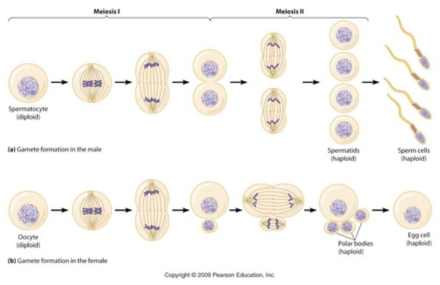 <p>Process of egg cell development in females.</p>