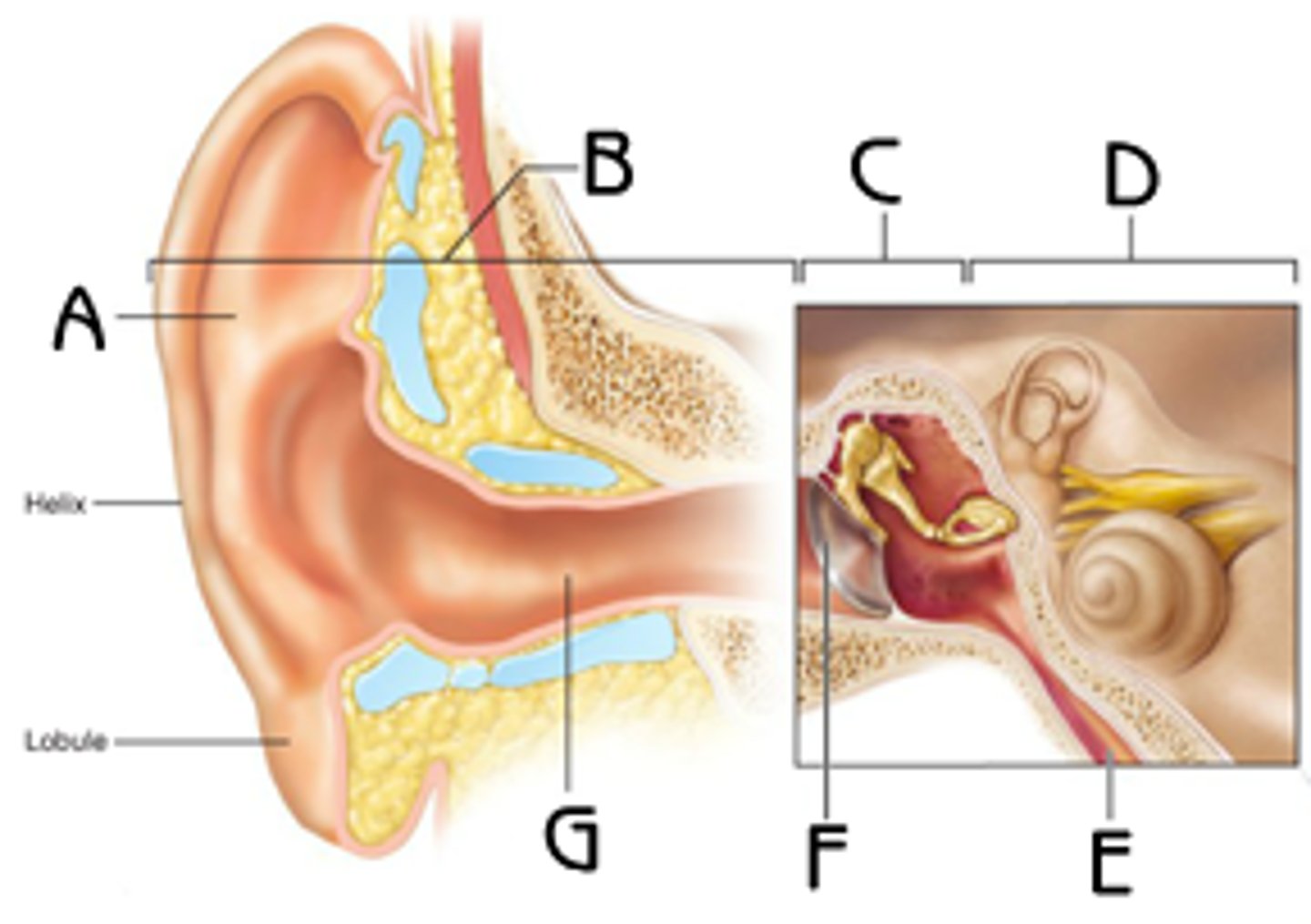 <p>(A)<br>directs sound waves into external acoustic meatus</p>