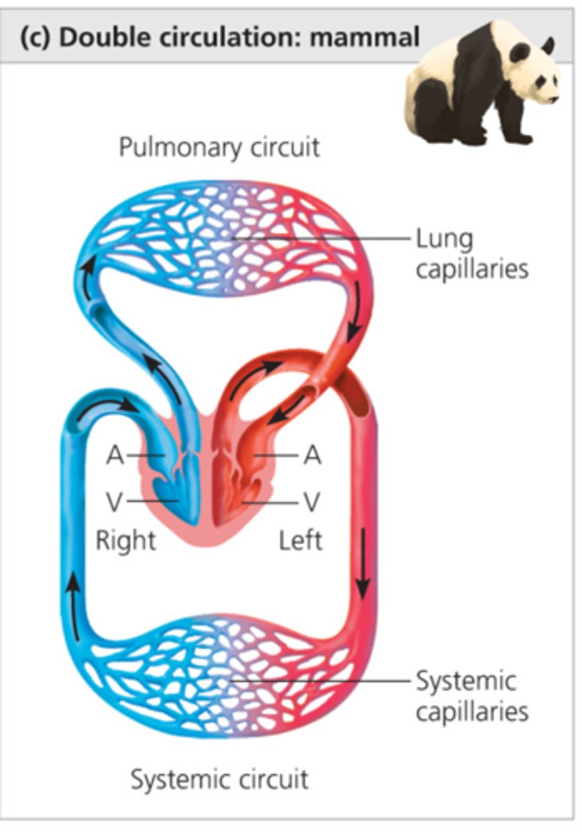 <p>4 chambers: two atriums and two ventricles. Separates oxygenated blood and deoxygenated blood because the ventricle is completely divided in two. Goes through the heart twice. Pulmonary.</p>