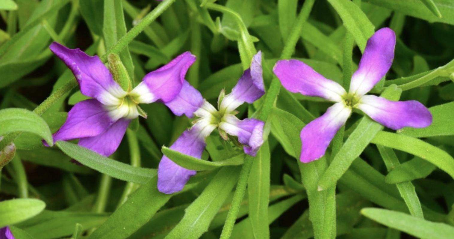 Flower 185